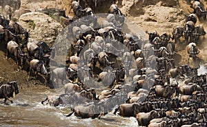 Wildebeests are crossing Mara river. Great Migration. Kenya. Tanzania. Masai Mara National Park.
