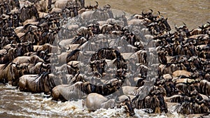 Wildebeests are crossing Mara river. Great Migration. Kenya. Tanzania. Masai Mara National Park.