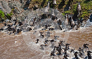 Wildebeests are crossing Mara river. Great Migration. Kenya. Tanzania. Masai Mara National Park.