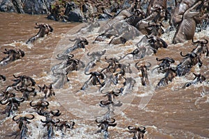 Wildebeests are crossing Mara river. Great Migration. Kenya. Tanzania. Masai Mara National Park.