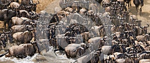 Wildebeests are crossing Mara river. Great Migration. Kenya. Tanzania. Masai Mara National Park.