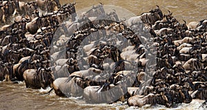 Wildebeests are crossing Mara river. Great Migration. Kenya. Tanzania. Masai Mara National Park.