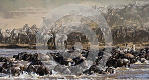 Wildebeests are crossing Mara river. Great Migration. Kenya. Tanzania. Masai Mara National Park.