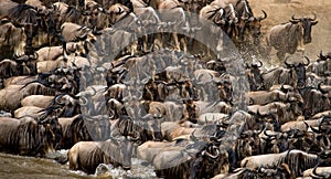 Wildebeests are crossing Mara river. Great Migration. Kenya. Tanzania. Masai Mara National Park.