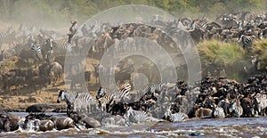 Wildebeests are crossing Mara river. Great Migration. Kenya. Tanzania. Masai Mara National Park.