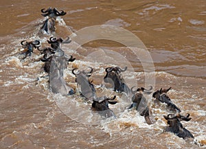 Wildebeests are crossing Mara river. Great Migration. Kenya. Tanzania. Masai Mara National Park.