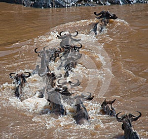 Wildebeests are crossing Mara river. Great Migration. Kenya. Tanzania. Masai Mara National Park.