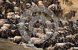 Wildebeests are crossing Mara river. Great Migration. Kenya. Tanzania. Masai Mara National Park.