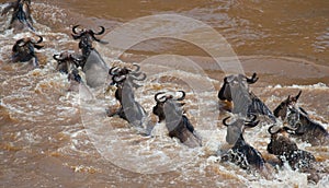 Wildebeests are crossing Mara river. Great Migration. Kenya. Tanzania. Masai Mara National Park.