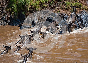 Wildebeests are crossing Mara river. Great Migration. Kenya. Tanzania. Masai Mara National Park.