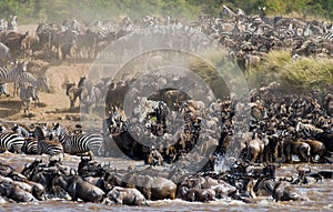 Wildebeests are crossing Mara river. Great Migration. Kenya. Tanzania. Masai Mara National Park.