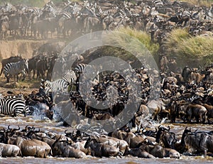 Wildebeests are crossing Mara river. Great Migration. Kenya. Tanzania. Masai Mara National Park.