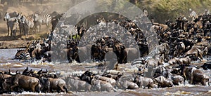 Wildebeests are crossing Mara river. Great Migration. Kenya. Tanzania. Masai Mara National Park.