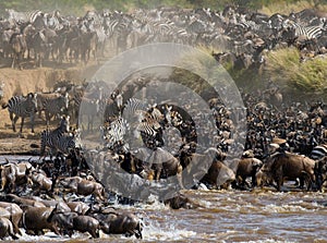 Wildebeests are crossing Mara river. Great Migration. Kenya. Tanzania. Masai Mara National Park.