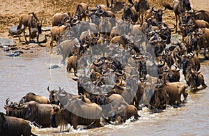 Wildebeests are crossing Mara river. Great Migration. Kenya. Tanzania. Masai Mara National Park.