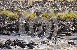 Wildebeests are crossing Mara river. Great Migration. Kenya. Tanzania. Masai Mara National Park.