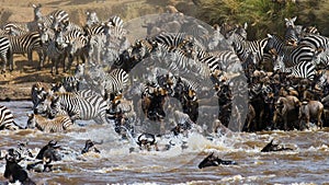 Wildebeests are crossing Mara river. Great Migration. Kenya. Tanzania. Masai Mara National Park.