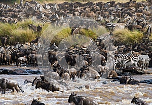 Wildebeests are crossing Mara river. Great Migration. Kenya. Tanzania. Masai Mara National Park.