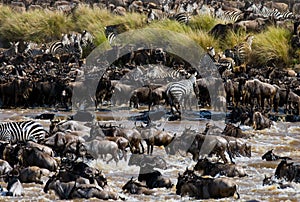 Wildebeests are crossing Mara river. Great Migration. Kenya. Tanzania. Masai Mara National Park.