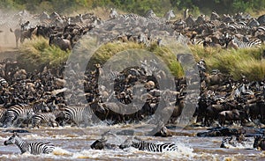 Wildebeests are crossing Mara river. Great Migration. Kenya. Tanzania. Masai Mara National Park.