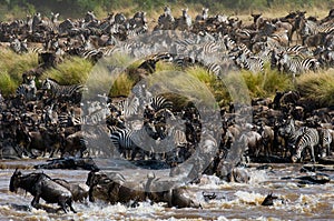 Wildebeests are crossing Mara river. Great Migration. Kenya. Tanzania. Masai Mara National Park.