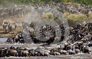 Wildebeests are crossing Mara river. Great Migration. Kenya. Tanzania. Masai Mara National Park.