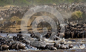 Wildebeests are crossing Mara river. Great Migration. Kenya. Tanzania. Masai Mara National Park.