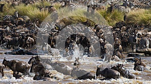 Wildebeests are crossing Mara river. Great Migration. Kenya. Tanzania. Masai Mara National Park.