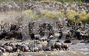 Wildebeests are crossing Mara river. Great Migration. Kenya. Tanzania. Masai Mara National Park.