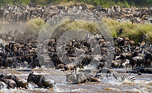 Wildebeests are crossing Mara river. Great Migration. Kenya. Tanzania. Masai Mara National Park.