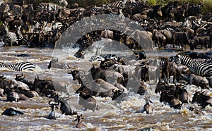 Wildebeests are crossing Mara river. Great Migration. Kenya. Tanzania. Masai Mara National Park.