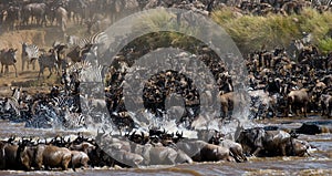 Wildebeests are crossing Mara river. Great Migration. Kenya. Tanzania. Masai Mara National Park.