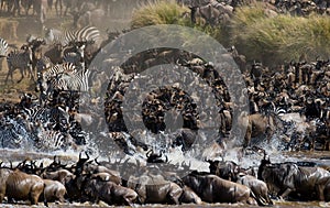 Wildebeests are crossing Mara river. Great Migration. Kenya. Tanzania. Masai Mara National Park.