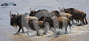 Wildebeests are crossing Mara river. Great Migration. Kenya. Tanzania. Masai Mara National Park.