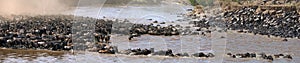 Wildebeests are crossing Mara river. Great Migration. Kenya. Tanzania. Masai Mara National Park.