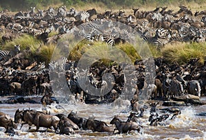 Wildebeests are crossing Mara river. Great Migration. photo