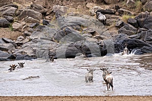 Wildebeests crossing Mara River photo