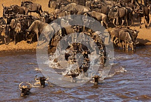 Wildebeests crossing the Mara river, Kenya