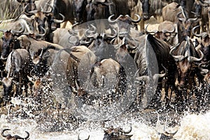 Wildebeests crossing  Mara river  with splash of water