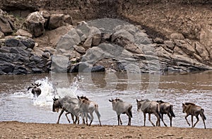 Wildebeests crossing Mara River at the time of Great Migration