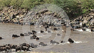 Wildebeests Crossing A River