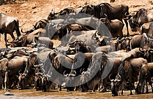 Wildebeests drinking water in Mara river