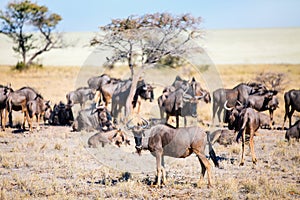 Wildebeests in Etosha