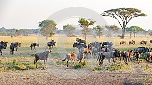 Wildebeests in evening light in Serengeti, gnus in African savanna, Tanzania, Africa