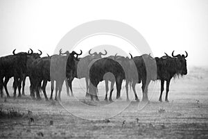 Wildebeests facing heavy downpour, Masa Mara