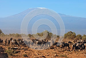 Wildebeests fronting Mt. Kilimanjaro