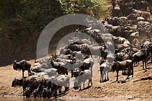 Wildebeests gathering along Mara river