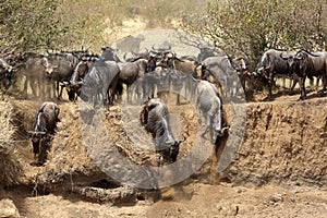 Wildebeests getting down through the trench to cross Mara river