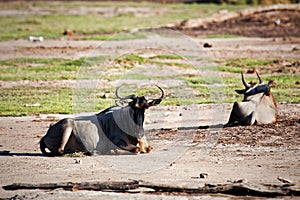 Wildebeests, Gnu on African savanna, Kenya