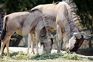 Wildebeests or Gnus